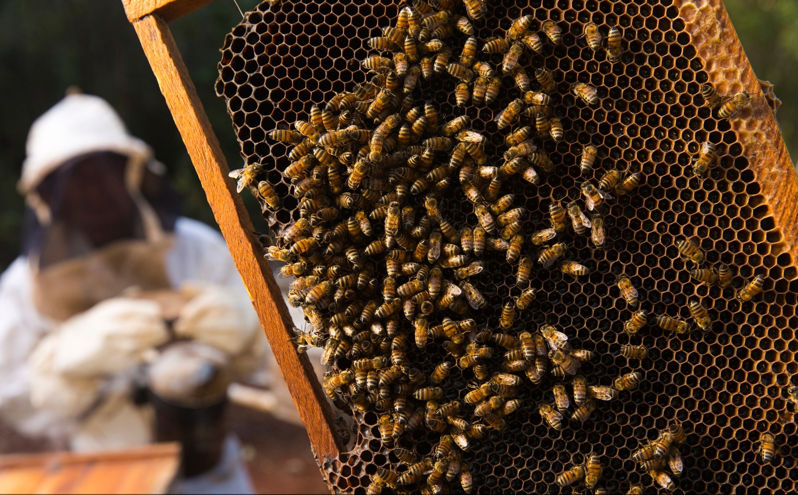 Bees cluster ona hive with hexagonal openings and a beekeeper in the background